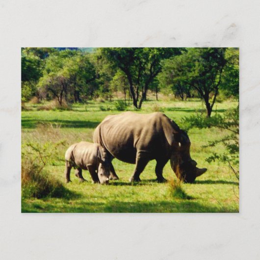 rhinograzing briefkaart (Voorkant)