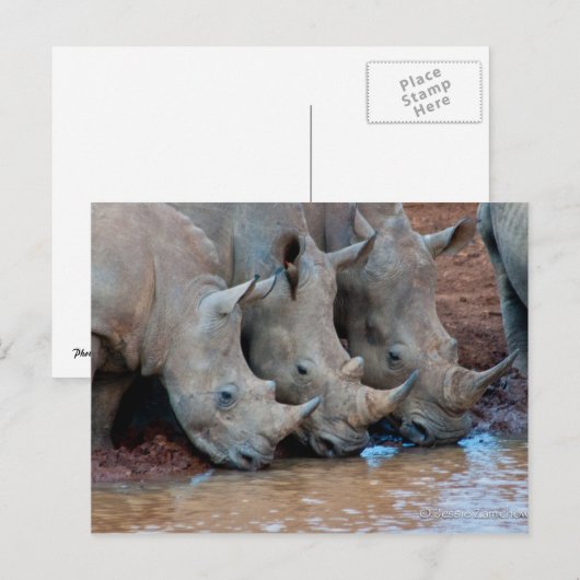 Rhinos drink Briefkaart (Voorkant / Achterkant)