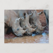 Rhinos drink Briefkaart (Voorkant)