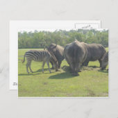 Rhino's en Zebra omlaag Briefkaart (Voorkant / Achterkant)