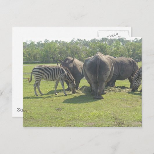 Rhino's en Zebra omlaag Briefkaart (Voorkant / Achterkant)