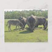 Rhino's en Zebra omlaag Briefkaart (Voorkant)