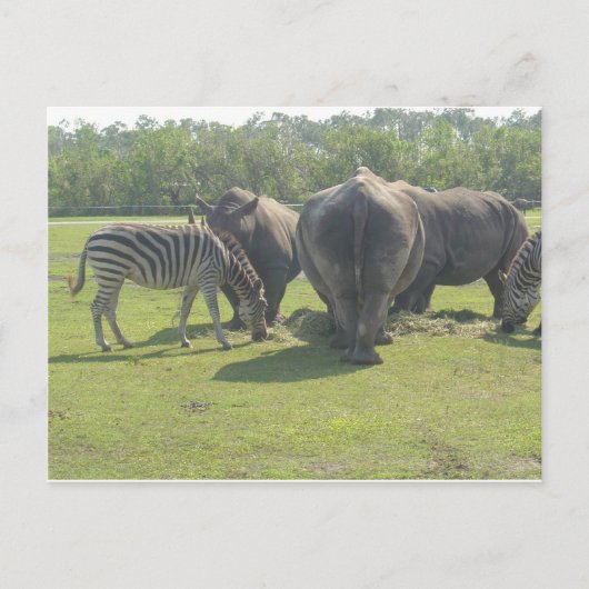 Rhino's en Zebra omlaag Briefkaart (Voorkant)