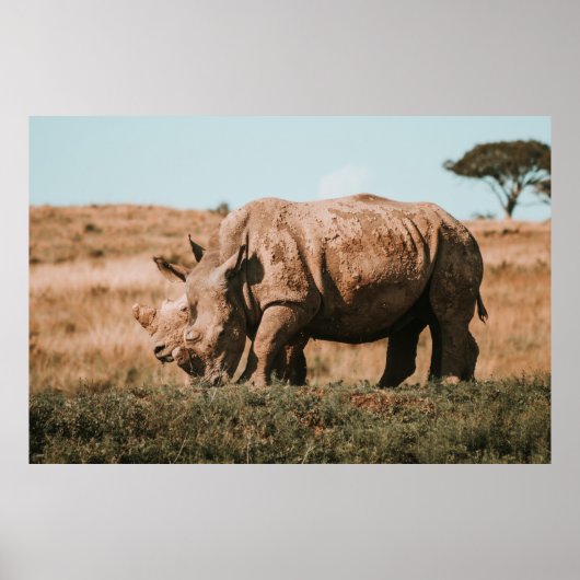 RHINO'S IN AFRIKA GRAZING POSTER (Voorkant)