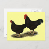 Rhode Island Red Bantams Briefkaart (Voorkant / Achterkant)