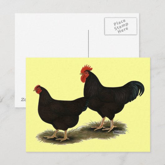 Rhode Island Red Bantams Briefkaart (Voorkant / Achterkant)