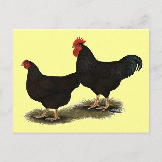 Rhode Island Red Bantams Briefkaart (Voorkant)