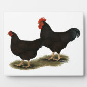 Rhode Island Red Bantams Fotoplaat (Voorkant)