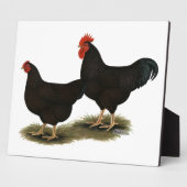 Rhode Island Red Bantams Fotoplaat (Zijkant)