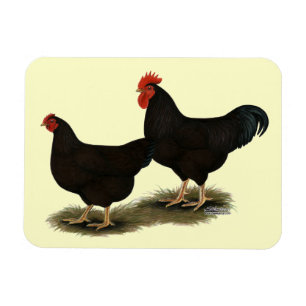Rhode Island Red Bantams Magneet