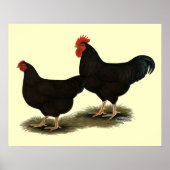 Rhode Island Red Bantams Poster (Voorkant)