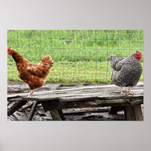 Rhode Island Red en Plymouth Rock Hennen Poster