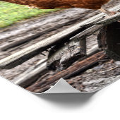 Rhode Island Red en Plymouth Rock Hens Poster (Hoek)