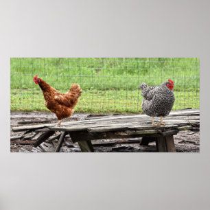 Rhode Island Red en Plymouth Rock Hens Poster