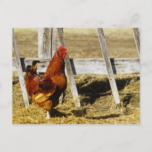 Rhode Island Red haan Briefkaart