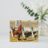 Rhode Island Red haan Briefkaart (Staand voorkant)