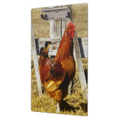 Rhode Island Red haan Klembord (Links)
