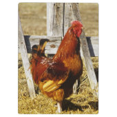 Rhode Island Red haan Klembord (Achterkant)