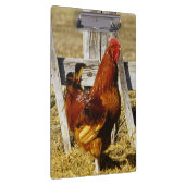 Rhode Island Red haan Klembord (Rechts)