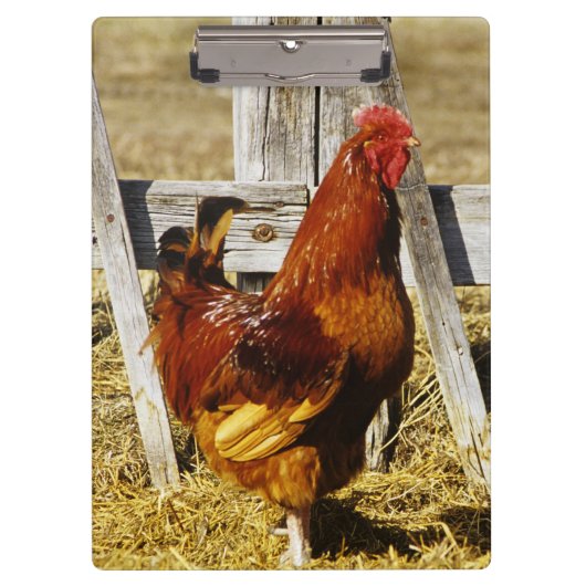 Rhode Island Red haan Klembord (Voorkant)