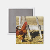 Rhode Island Red haan Magneet (Voorkant / Achterkant)