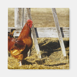 Rhode Island Red haan Magneet