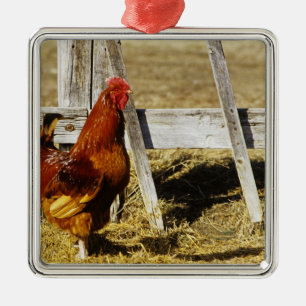 Rhode Island Red haan Metalen Ornament
