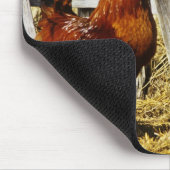 Rhode Island Red haan Muismat (Hoek)