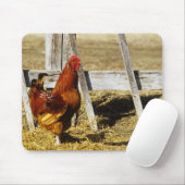 Rhode Island Red haan Muismat (Met muis)
