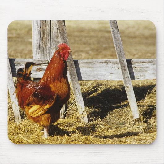 Rhode Island Red haan Muismat (Voorkant)