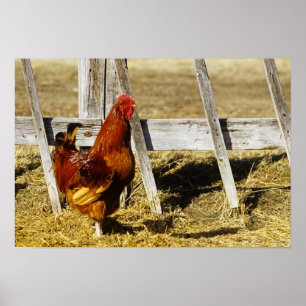 Rhode Island Red haan Poster
