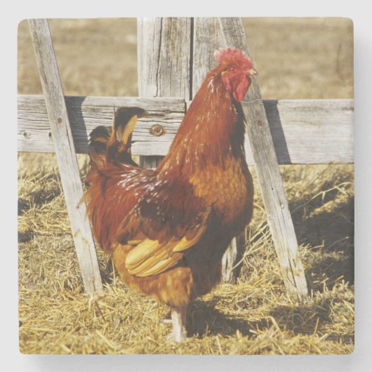 Rhode Island Red haan Stenen Onderzetter (Voorkant)