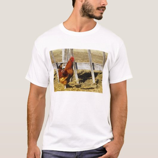 Rhode Island Red haan T-shirt (Voorkant)