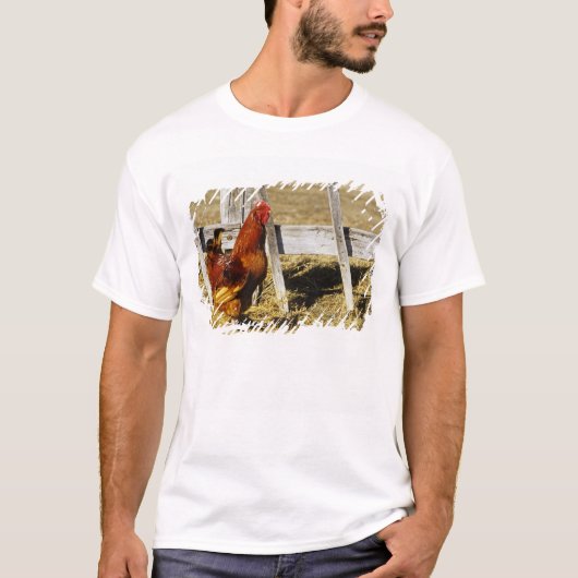 Rhode Island Red haan T-shirt (Voorkant)