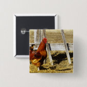 Rhode Island Red haan Vierkante Button 5,1 Cm (Voorkant /achterkant)