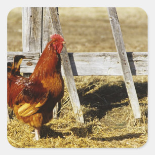 Rhode Island Red haan Vierkante Sticker