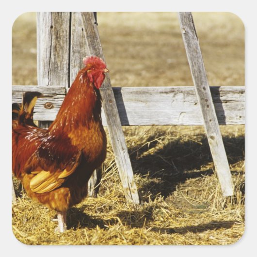 Rhode Island Red haan Vierkante Sticker (Voorkant)