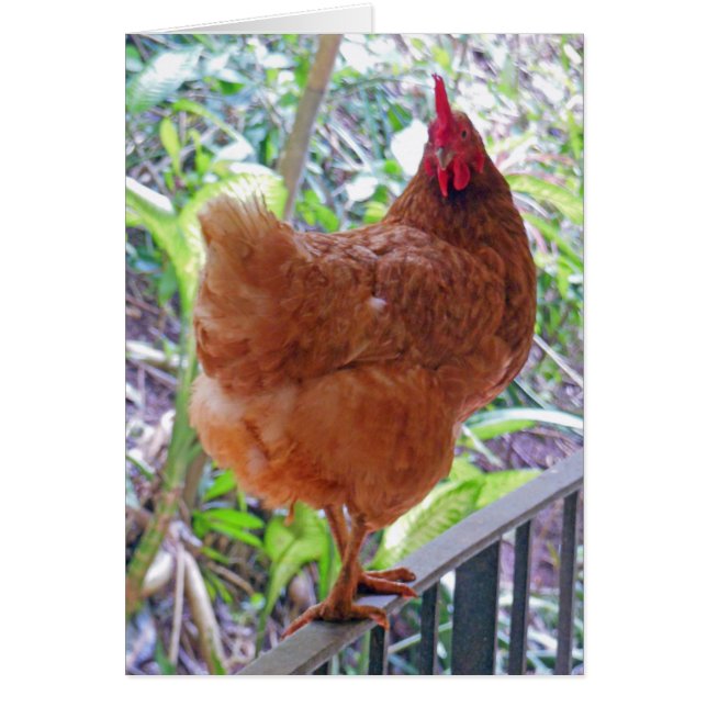 Rhode Island Red Hen (Voorkant)