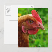 Rhode Island Red Hen Briefkaart (Voorkant / Achterkant)