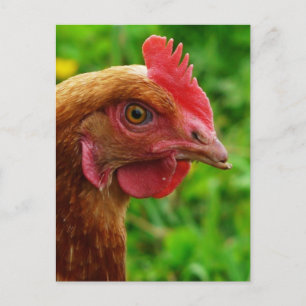 Rhode Island Red Hen Briefkaart