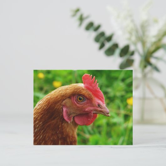 Rhode Island Red Hen Briefkaart (Staand voorkant)