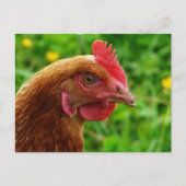 Rhode Island Red Hen Briefkaart (Voorkant)