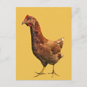 Rhode Island Red Hen Chicken Briefkaart