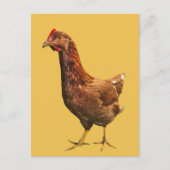 Rhode Island Red Hen Chicken Briefkaart (Voorkant)