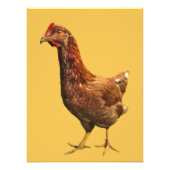 Rhode Island Red Hen Chicken Photo Print Foto Afdruk (Voorkant)
