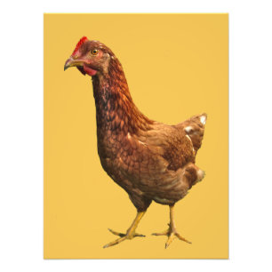 Rhode Island Red Hen Chicken Photo Print Foto Afdruk