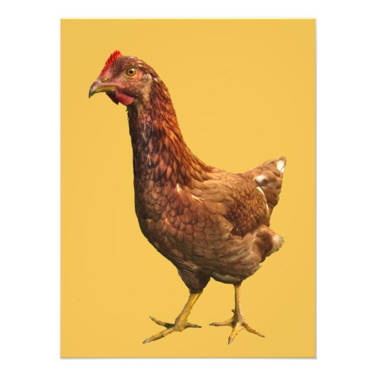 Rhode Island Red Hen Chicken Photo Print Foto Afdruk (Voorkant)