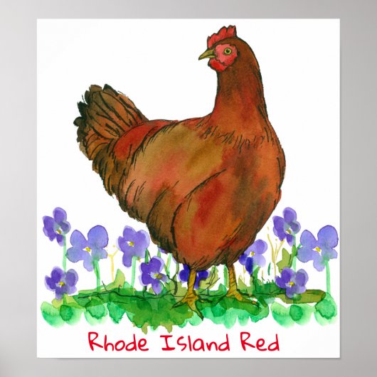 Rhode Island Red Hen Chicken Violets Poster (Voorkant)