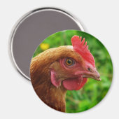 Rhode Island Red Hen Magneet (Voorkant / Achterkant)