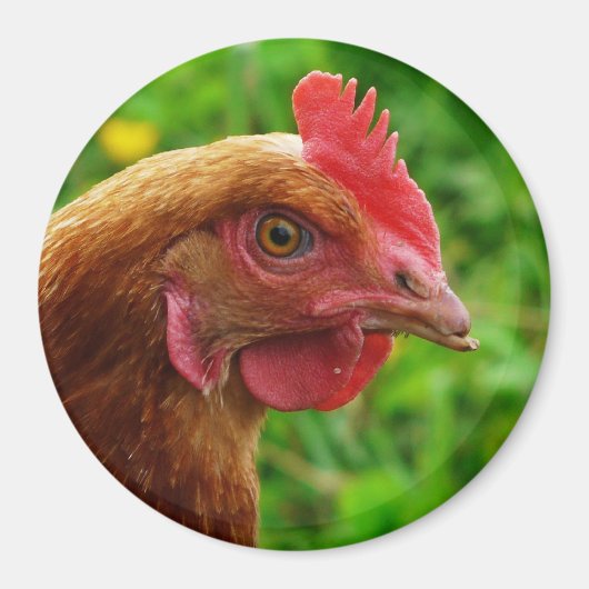 Rhode Island Red Hen Magneet (Voorkant)
